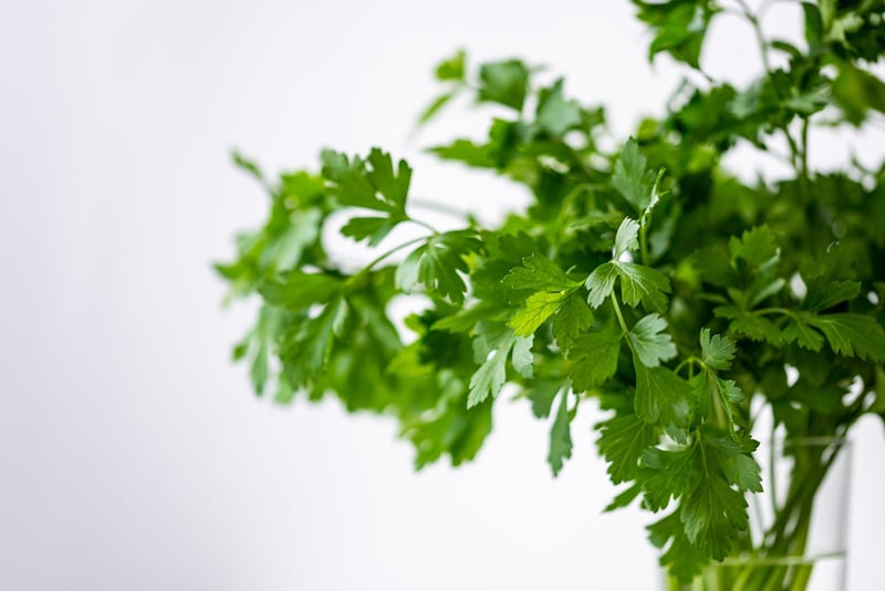 Herb Garden Projects