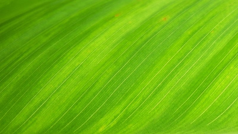 Leafy Patterns