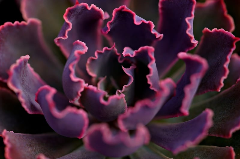 Succulent Styling Tips